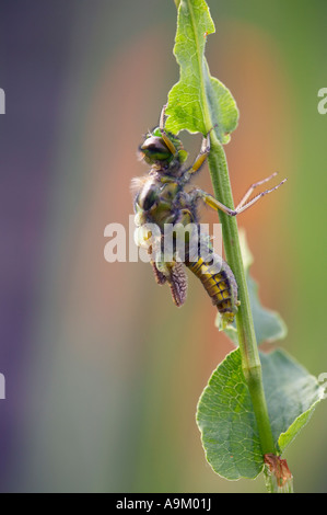 Vor kurzem entstanden breite Bodied Chaser auf dem Stiel einer Blume Stockfoto