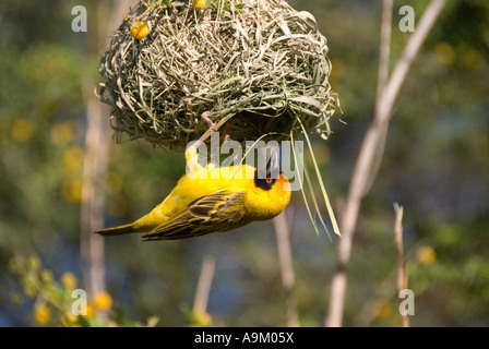 Weber weben--maskiert Weaver Nestbau in Namibia Stockfoto