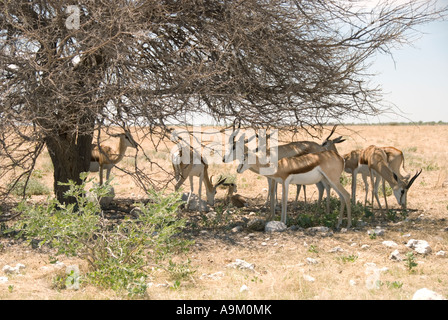 Familie von Springböcken im Schatten in Namibia Stockfoto