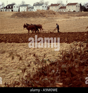 Amische Landwirt Mule Team Pflüge in der Nähe von suburban Wohnsiedlung ländlichen Eingriff textfreiraum Lancaster PA Pennsylvania Stockfoto