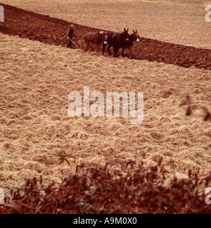 Amische Landwirt Mule Team Pflüge in der Nähe von suburban Wohnsiedlung ländlichen Eingriff textfreiraum Lancaster PA Pennsylvania American Stockfoto