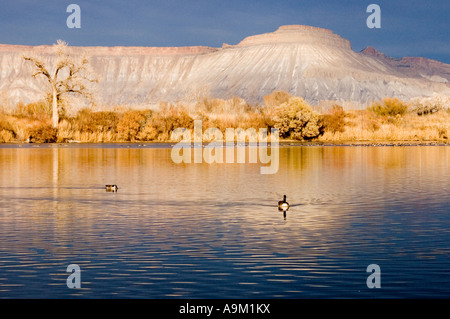 Kanadische Gänse im See mit Buch Klippen im Hintergrund, Grand Junction, Colorado Stockfoto