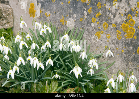 Schneeglöckchen im bramber Kirche in West Sussex England Stockfoto