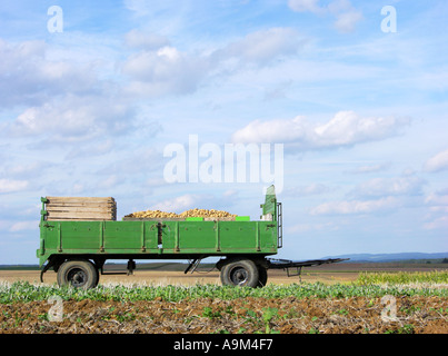 Ernten Sie Ernte der Kartoffeln Fahrzeug blauen Himmel Wolken Kartoffelfeld Landwirtschaft reif Herbst Spätsommer Stockfoto