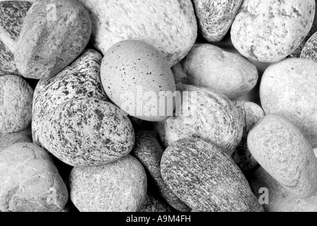 gut getarnt Ei ein Blässhuhn Fulica Atra auf Kiesel Steinen schwarz-weiß München oberen Bayern Deutschland Europa Stockfoto