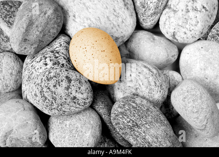 Sepia gefärbt Ei ein Blässhuhn Fulica Atra auf Kieselsteine München oberen Bayern Deutschland Europa Stockfoto