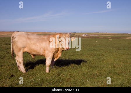 dh Charolais Stier RINDER VIEH UK NUTZTIERE im Feld Sanday Orkney Pedigree reinrassige Rindfleisch Farm Tier Seite an Stockfoto