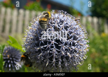 Hummeln auf globethistle Stockfoto