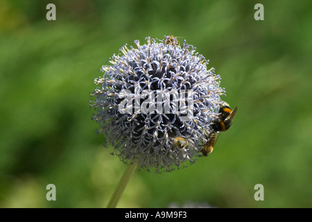 Hummel und Biene auf globethistle Stockfoto