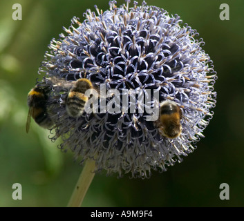 Hummeln auf globethistle Stockfoto