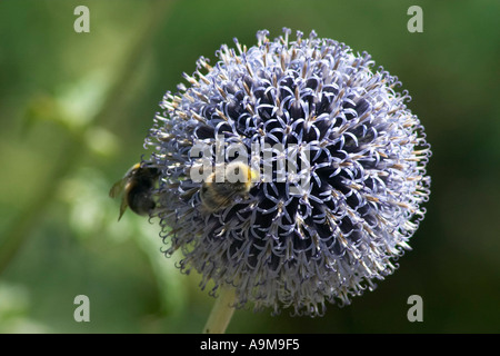 Hummeln auf globethistle Stockfoto