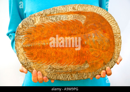 Fossilen Trilobiten (Paradoxides sp.)  Marokkanische Marokko Afrika afrikanisch Stockfoto