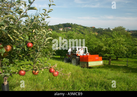 Landwirt Fahrt durch Obstgarten Stockfoto