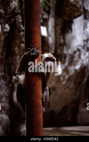 Long-tail Macacque an der Batu Höhlen, Kuala Lumpur, Malaysia Stockfoto
