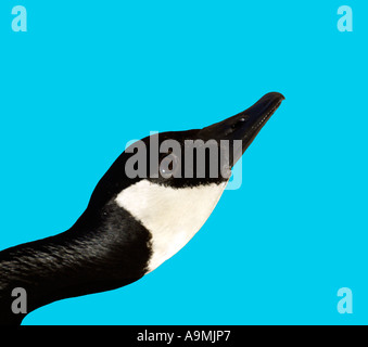 Kanadagans Branta Canadensis Kopf Closeup vor blauem Hintergrund Stockfoto