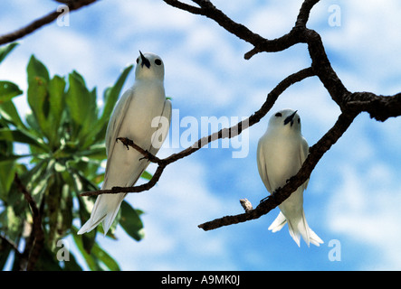 paar kleine ozeanische Vögel sitzen auf einem Ast im Schatten der tropischen Sonne, Stockfoto