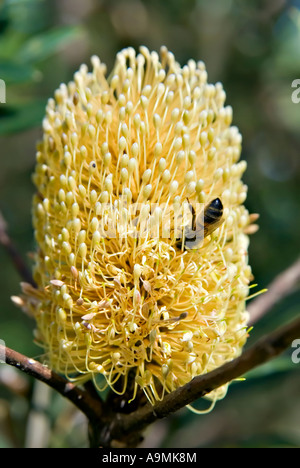 eine Biene ist auf den Kopf im Sammeln von Pollen aus eine große gelbe Banksia-Blume Stockfoto