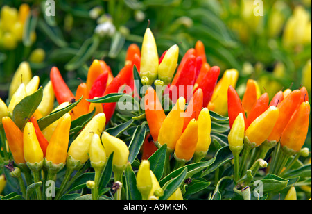 ein Foto von einem Strauch mit haufenweise Reife hot chili peppers Stockfoto