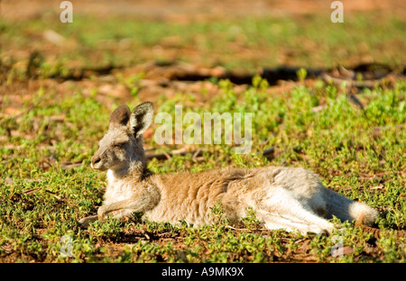 eine östliche graue Känguru ist Festlegung ruhen und genießen die Morgensonne Stockfoto