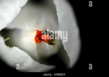 weiße Krokus orange Staubblätter schwarzen Hintergrund Stockfoto