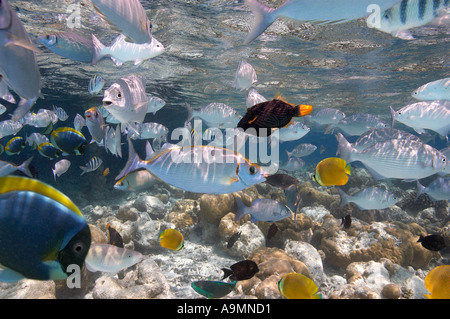 Fisch auf einem tropischen Riff auf den Malediven Stockfoto