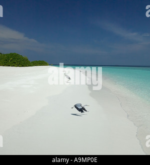 Reiher an einem tropischen Strand im Süd-Ari-Atoll in den Malediven Stockfoto