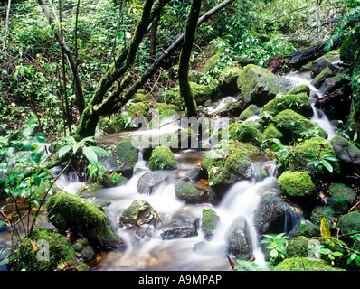 SHOLA IN ERAVIKULAM NATIONALPARK MUNNAR KERALA Stockfoto