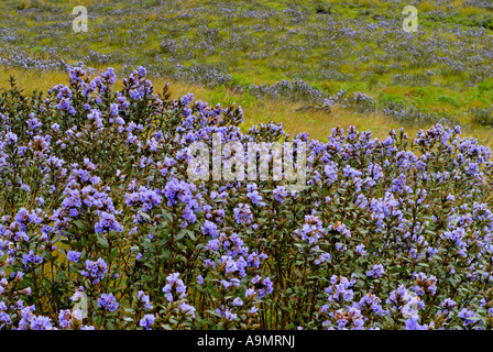 NEELAKURINJI IN VOLLER BLÜTE IN RAJAMALA ERAVIKULAM NATIONALPARK MUNNAR Stockfoto