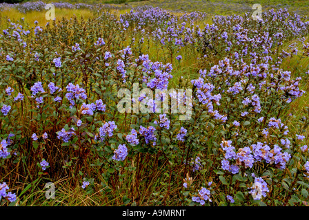 NEELAKURINJI IN RAJAMALA ERAVIKULAM NATIONALPARK MUNNAR Stockfoto