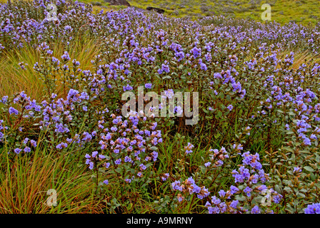 NEELAKURINJI IN RAJAMALA ERAVIKULAM NATIONALPARK MUNNAR Stockfoto