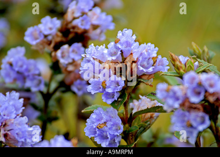 NEELAKURINJI IN RAJAMALA ERAVIKULAM NATIONALPARK MUNNAR Stockfoto