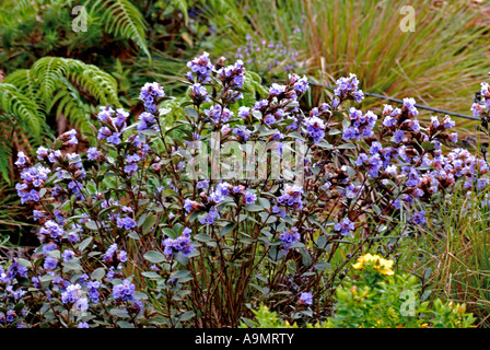 NEELAKURINJI IN ERAVIKULAM NATIONALPARK MUNNAR KERALA Stockfoto