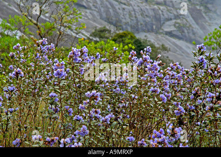 NEELAKURINJI IN ERAVIKULAM NATIONALPARK MUNNAR KERALA Stockfoto