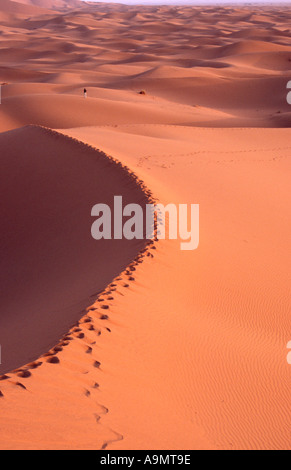 Morgen in den Sanddünen - Merzouga, Erg Chebbi, Marokko Stockfoto