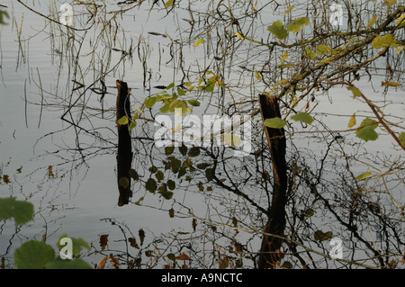 Ruhige See-Szene in der überhängende Bäume, herbstliche Landschaft verlässt und untergetaucht Zaunpfosten Stockfoto