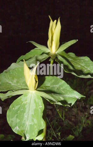 Gelbe Trillium in den Smoky Mountains Stockfoto