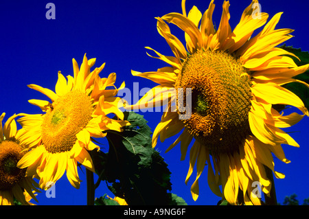 Mammut Sonnenblume Stockfoto