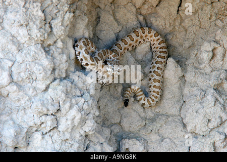 westlichen pygmy Rattlesnake, Fantasy Canyon, utah Stockfoto