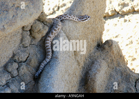 westlichen pygmy Rattlesnake, Fantasy Canyon, utah Stockfoto