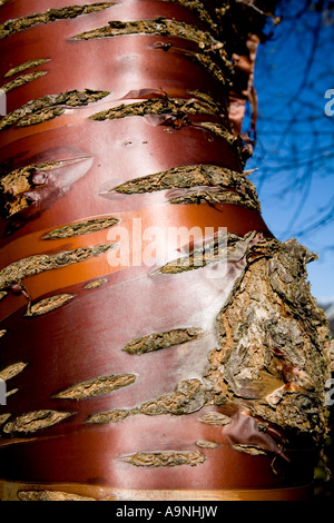 Rinde des tibetischen Kirsche Baum Prunus serrula Stockfoto