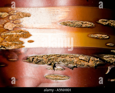 Rinde des tibetischen Kirsche Baum Prunus serrula Stockfoto