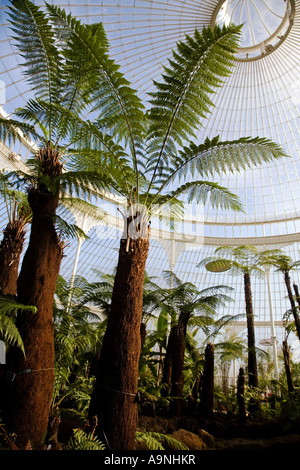 Baumfarne in Kibble Palace viktorianischen Gewächshaus botanische Gärten, Glasgow, Schottland. Stockfoto