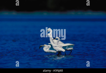 Erfolgreiche Fischer zieht eine Menge weißer Reiher Egretta unaufger Ding Darling National Wildlife Refuge Sanibel Island FL Stockfoto