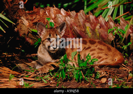 Mountain Lion Felis Concolor Florida Panther Kätzchen Gefangenschaft ruht in Sub tropischen Unterholz Immokalee FL Stockfoto