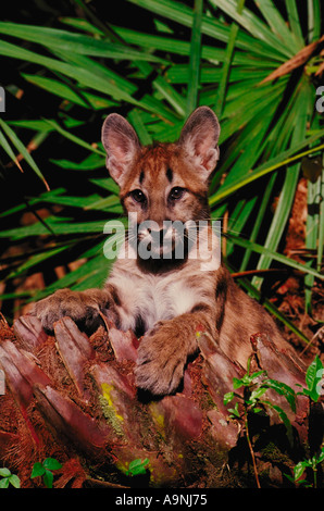 Mountain Lion Felis Concolor Florida Panther Kätzchen Gefangenschaft ruht in Sub tropischen Unterholz Immokalee FL Stockfoto