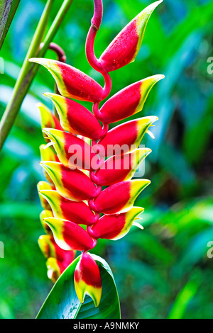 Schließen Sie herauf Bild einer wunderschönen roten und gelben Hummer Klaue Blume Stockfoto