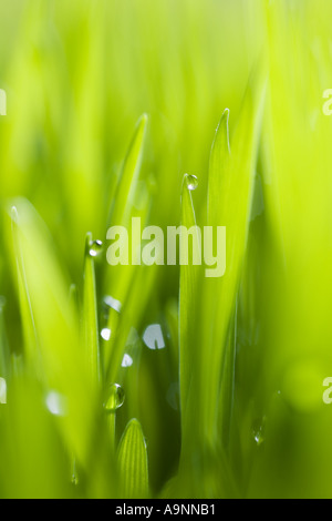 Wassertropfen auf Grashalmen Stockfoto