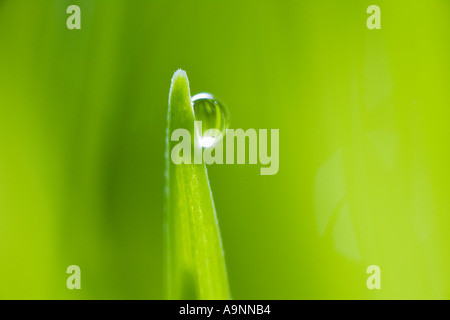 Tropfen Wasser auf Grashalm Stockfoto