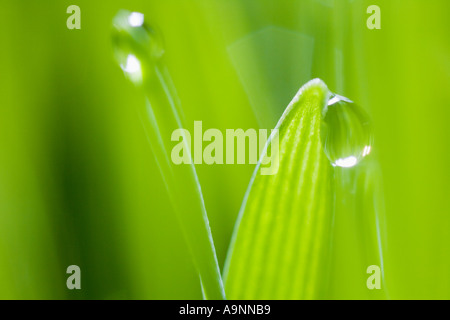 Wassertropfen auf Grashalmen Stockfoto