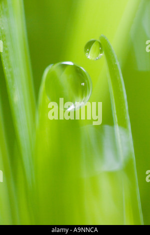 Tropfen Wasser auf Grashalm Stockfoto